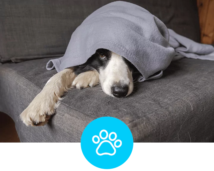 Pet Odor Removal