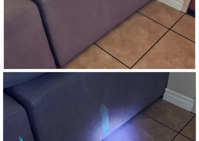 pet stains odor removal